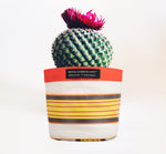 BRITISH COLOUR STANDARD Eco Woven Plant Pot Cover Set of 3 - Tuscan Yellow & Pearl
