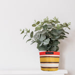 BRITISH COLOUR STANDARD Eco Woven Plant Pot Cover Set of 3 - Tuscan Yellow & Pearl