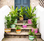 BRITISH COLOUR STANDARD Eco Woven Plant Pot Cover Set of 3 - Tuscan Yellow & Pearl